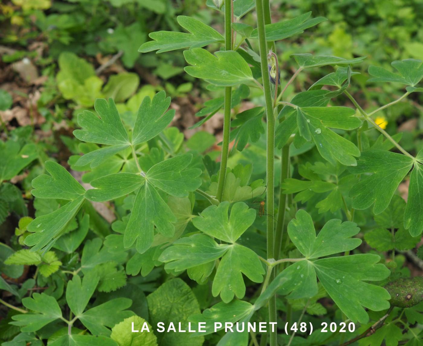 Columbine leaf